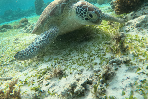 Gili T : Gita di snorkeling per piccoli gruppi