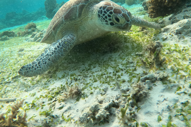 Gili T: Schnorcheltour in kleiner Gruppe