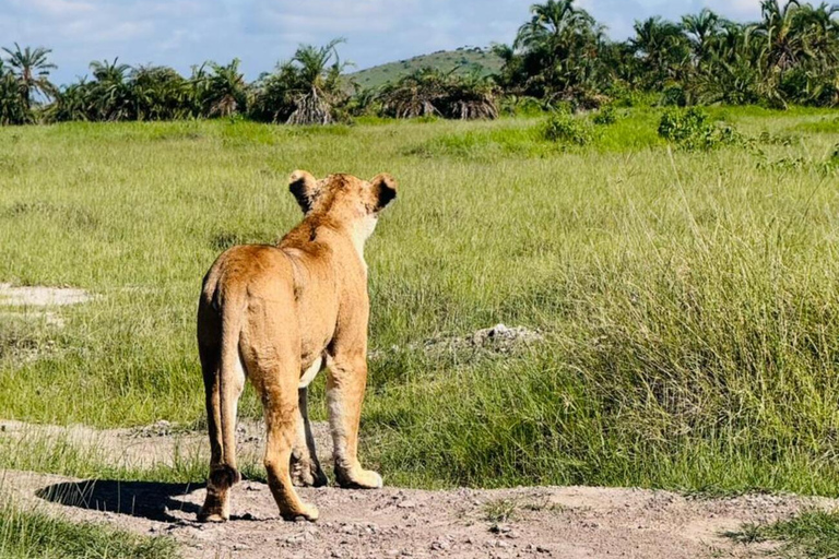 Nairobi: 2-Day Amboseli National Park Safari with Meals