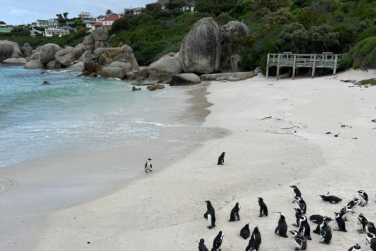 Cape Peninsula Private Tour