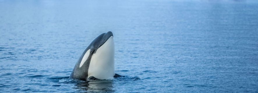 Tromsø: Whale and Arctic Wildlife Cruise Safari by Catamaran