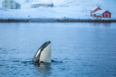 Von Tromsø aus: Walbeobachtungs-Safari auf dem Hochgeschwindigkeits-Katamaran