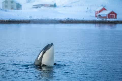 Tromsø: Whale and Arctic Wildlife Cruise Safari by Catamaran