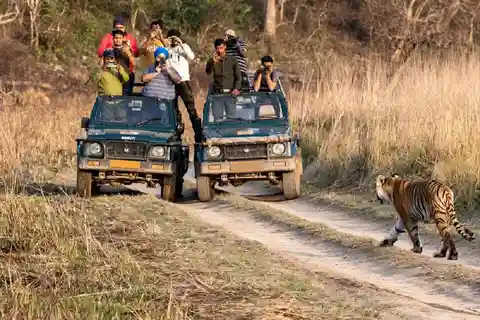 De Jaipur: Viagem de 1 dia ao Parque Nacional de Ranthambore com Safari de Tigre