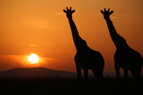 3 days and 2 nights masai mara safari from nairobi (Copy of) 3 days and 2 nights masai mara safari from nairobi