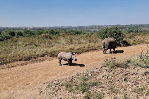 Nairobi National Park: Early Morning or afternoon adventure Early morning game drive in a Landcruiser JEEP