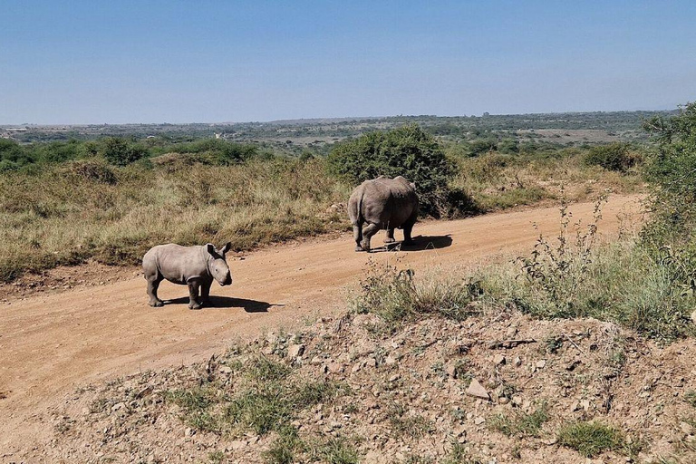 Nairobi National Park: Early Morning or afternoon adventure Early morning game drive in a Landcruiser JEEP