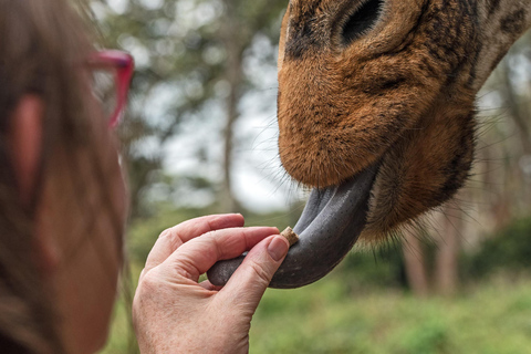 Parc national de Nairobi, orphelinat des éléphants et centre des girafes