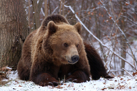 Brasov: Libearty Bear Sanctuary Guided Tour with Transfers