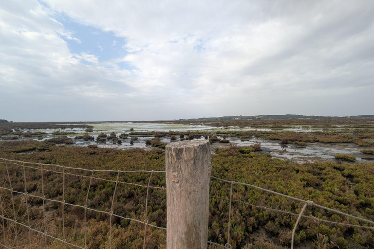 Guided buggy Passenger tour Alvor Ria wetlands