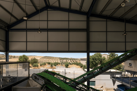 Granada in EVOO: Become a real olive harvester for a day