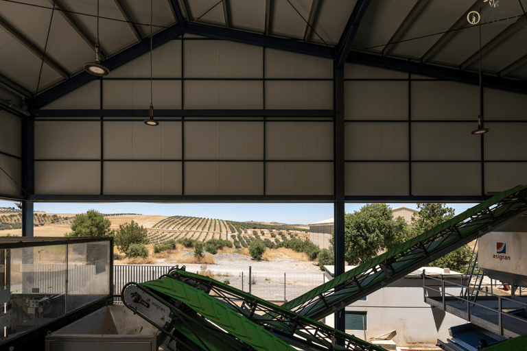 Granada em EVOO: torne-se um verdadeiro colhedor de azeitonas por um dia