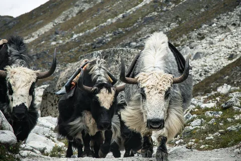 Everest Panorama Trek - Nature's Grandeur in Every Step