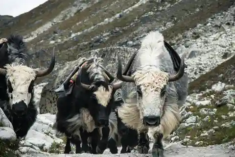 Everest Panorama Trek - Nature's Grandeur in Every Step