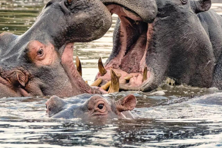 15 jours de safari au Rwanda avec trekking des gorilles.