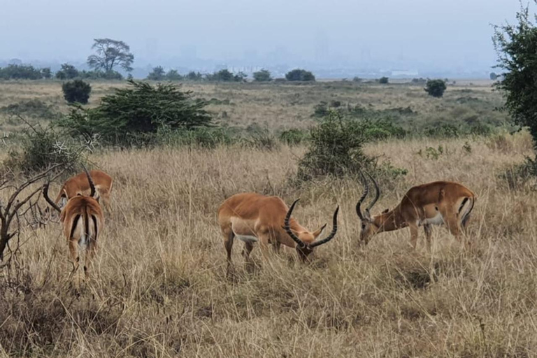 From Nairobi Safari: 4-Day Maasai Mara and Lake Nakuru