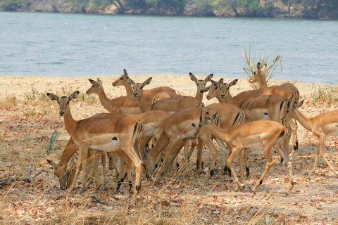 Livingstone: Game Drive och safari med vita noshörningar Short Walk