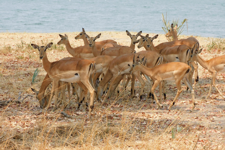 Livingstone: Game Drive och safari med vita noshörningar Short Walk