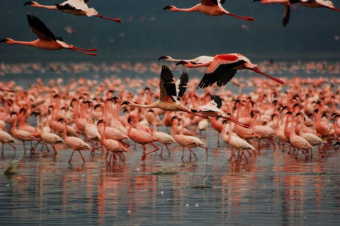 Nairobi: Lake Nakuru National Park Day Trip with Game Drive
