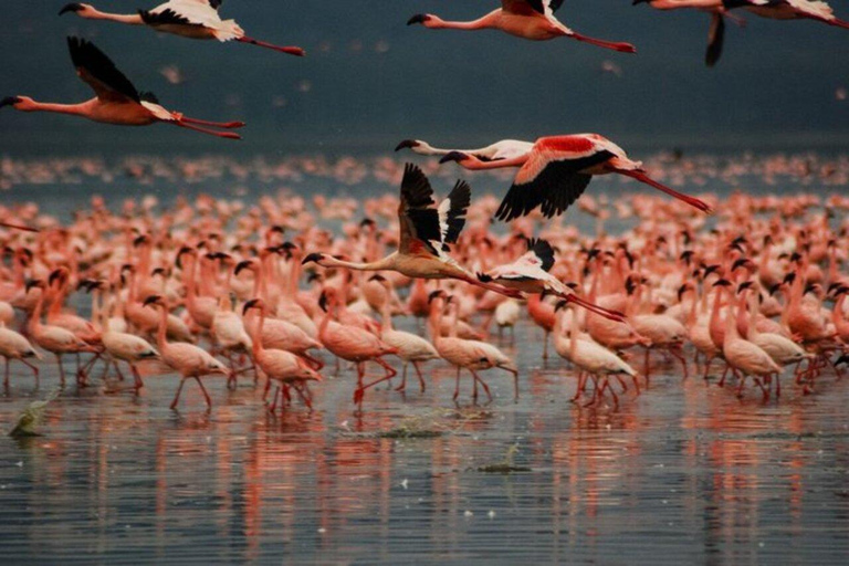 Nairobi: Lake Nakuru National Park Day Trip with Game Drive
