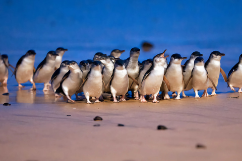 ملبورن: جولة مشاهدة البطاريق في وادي يارا مع الشوكولاتة والنبيذملبورن: جولة في بارتيج البط وشوكولا