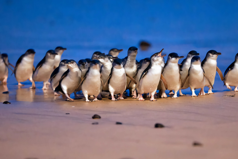 ملبورن: جولة مشاهدة البطاريق في وادي يارا مع الشوكولاتة والنبيذملبورن: جولة في بارتيج البط وشوكولا