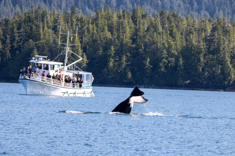 Ketchikan: Marine Wildlife and Whale Watching Boat Tour