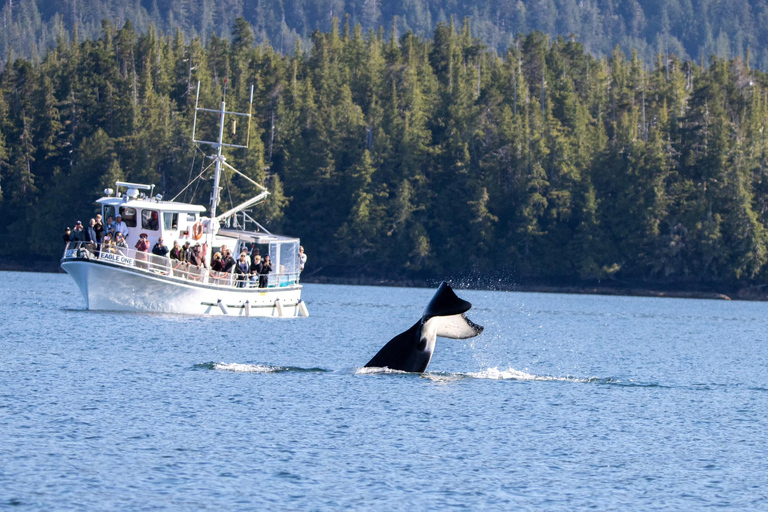 Ketchikan: Marine Wildlife and Whale Watching Boat Tour