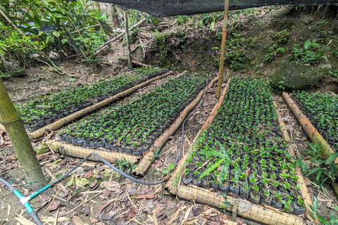 Coffee and Cacao Experience in Minca