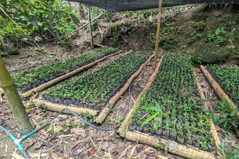 Coffee and Cacao Experience in Minca