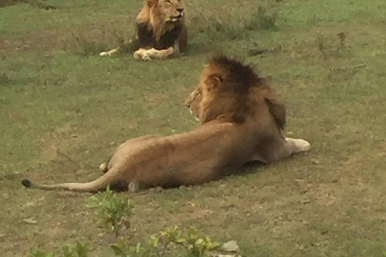 Nairobi: Ol Pejeta Conservancy Day Trip with Game Drive