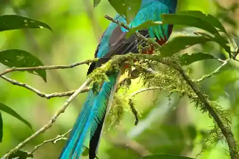 Monteverde: Cloud Forest Guided Walk