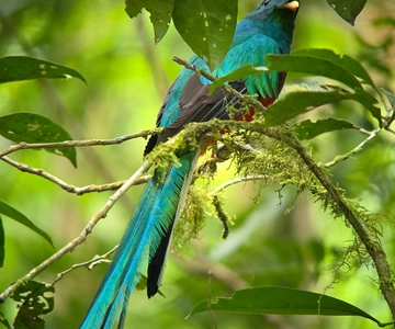 Monteverde: Caminhada guiada pela floresta nublada