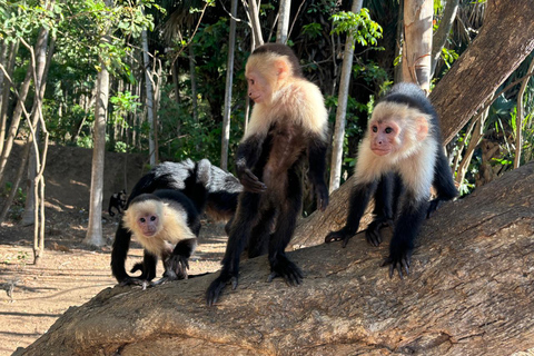 Puerto Caldera: Private Monkey and Wildlife Tour with Lunch