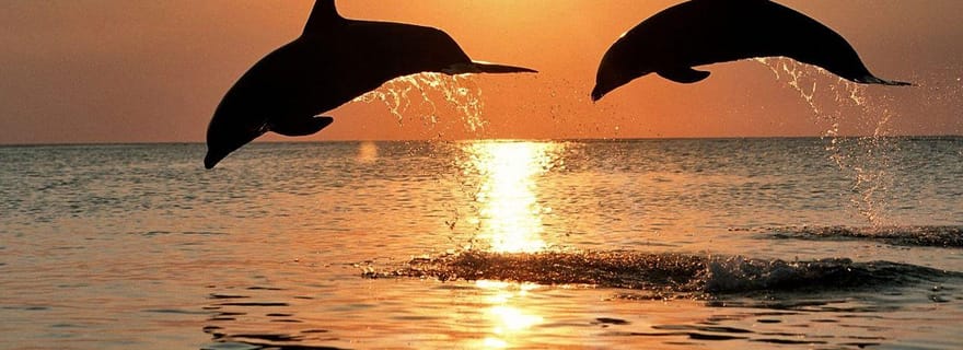 Zanzibar : dauphins, salaam, étoiles de mer, plongée avec tuba, Kuza, Paje