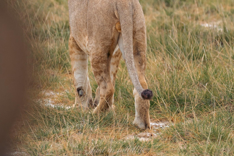 Parque Nacional de Amboseli: safari de 2 días y 1 noche