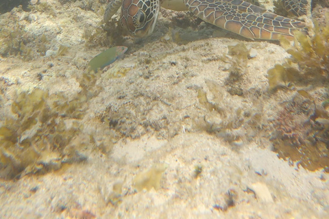 Cebu: Snorkeling em Sardine Run, Cataratas de Mantayupan e emoções de ATV