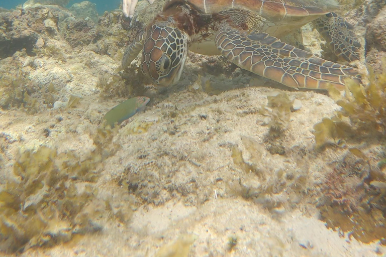 Cebu: Snorkeling em Sardine Run, Cataratas de Mantayupan e emoções de ATV