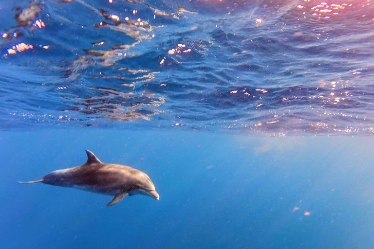Alcudia: Obserwowanie delfinów o wschodzie słońca z łodzi motorowej