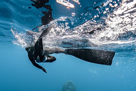 Moorea Shared Boat Tour Whale Swimming and Snorkeling Moorea 4H Shared Boat Tour Whale Swimming and Snorkeling