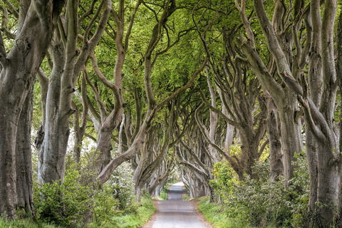 From Belfast: Giant&#039;s Causeway Guided Day Tour