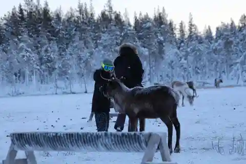 Jokkmokk: Sámesijdda in der Rentierherde