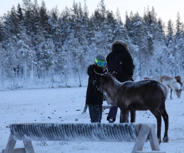 Jokkmokk Sámesijdda en el rebaño de renos