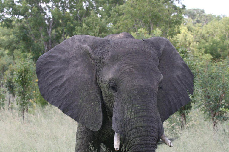 Victoria falls 4hours safari with picnic lunch or breakfast 4hours Victoria falls Safari with Picnic Breakfast.