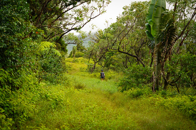 Maurice : randonnée guidée dans les gorges de la Rivière NoireMaurice : Randonnée guidée dans les gorges de la Rivière Noire