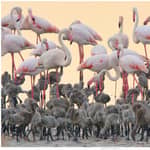 Cagliari: EcoSafari tra i fenicotteri nel Parco Molentargius