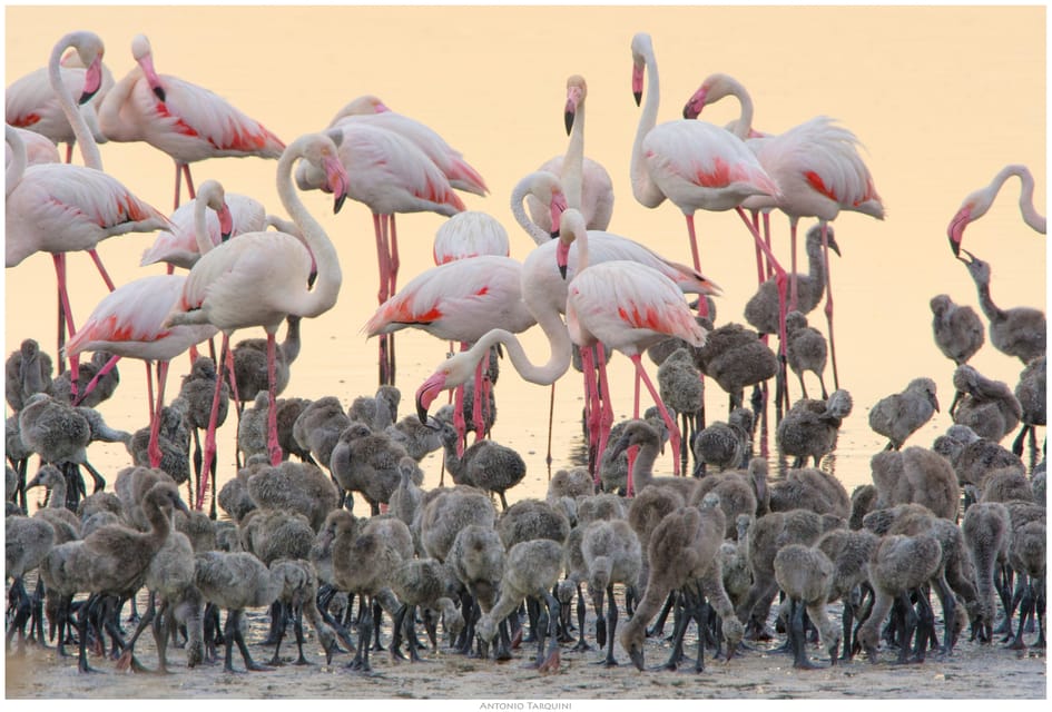 A flock of pink flamingos standing in shallow water with a crowd of grey chicks in front of them