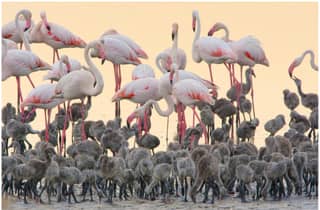 Cagliari: EcoSafari-Flamingo-Tour im Molentargius-Park