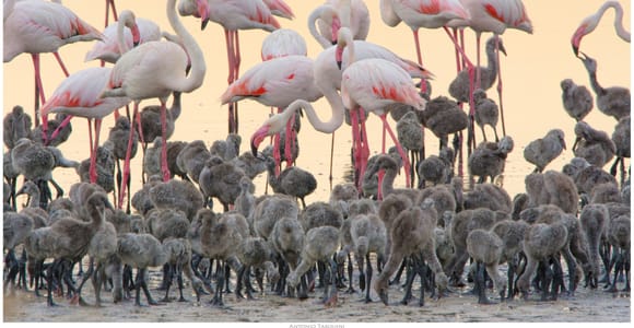 Cagliari: Molentargius Park Birding EcoSafari with Flamingos