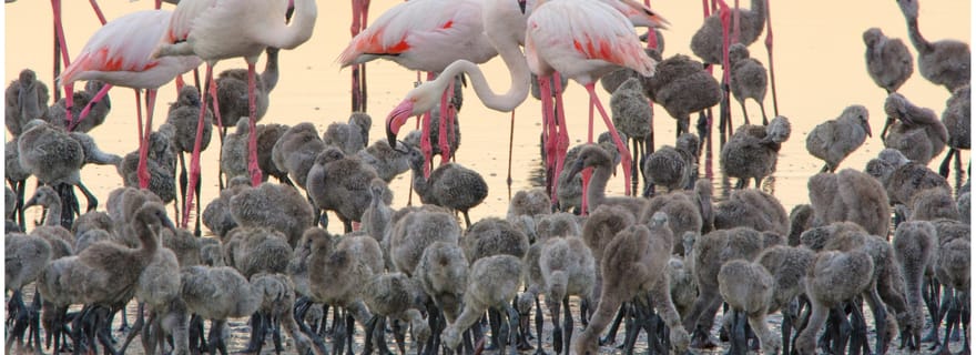Cagliari: EcoSafari tra i fenicotteri nel Parco Molentargius